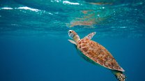 抖音同城页引流拓客平台玩法打开同城流量获取客源